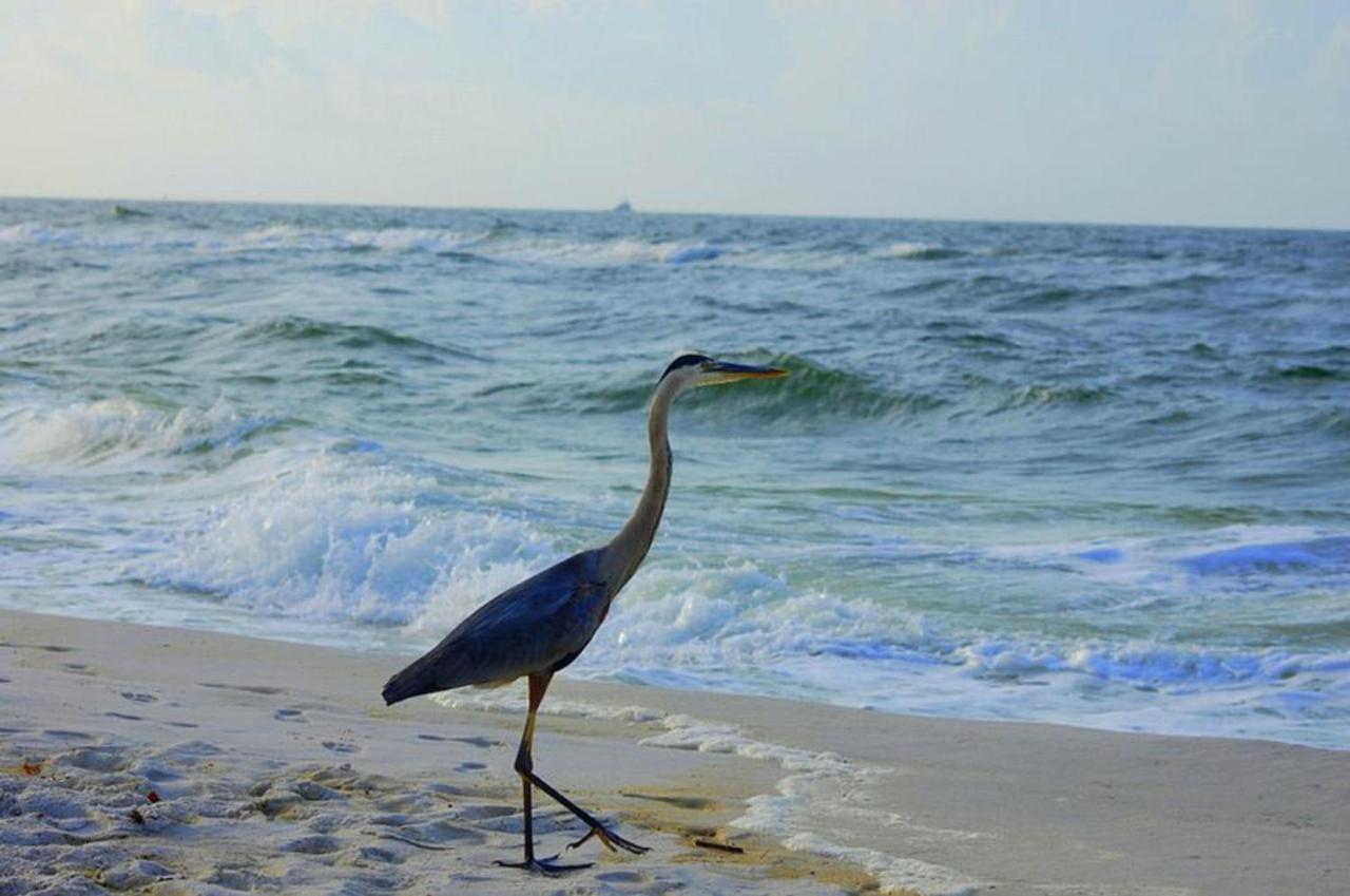 Tropical Winds 403 By Albvr - 2Br, 2Ba Beachfront Beauty With Incredible Views, Outdoor Pool, Fitness Room, And Grill Area ガルフ・ショアーズ エクステリア 写真
